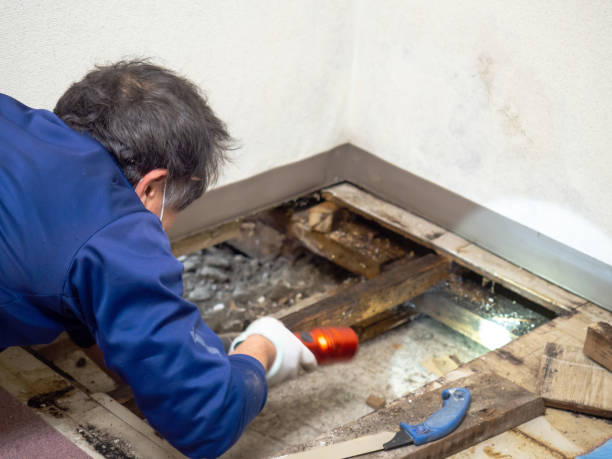 Home Mold Removal in Gibbon, NE