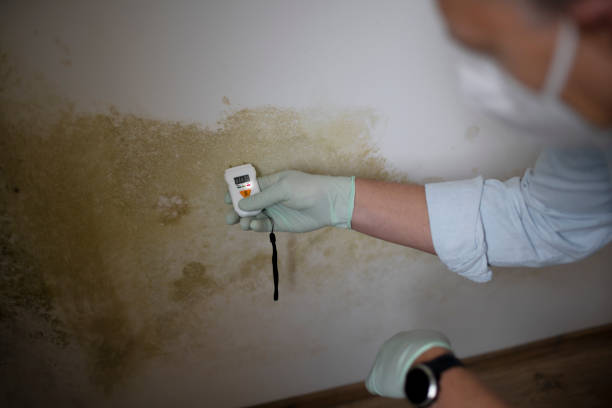 Best Mold Removal and Inspection  in Gibbon, NE