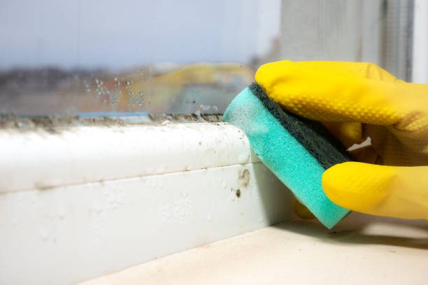 Best Mold Damage Repair  in Gibbon, NE