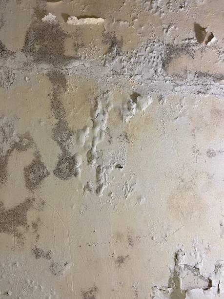 Best Crawl Space Mold Removal  in Gibbon, NE