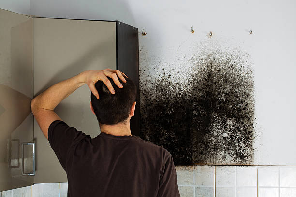 Best Office Mold Removal Services  in Gibbon, NE