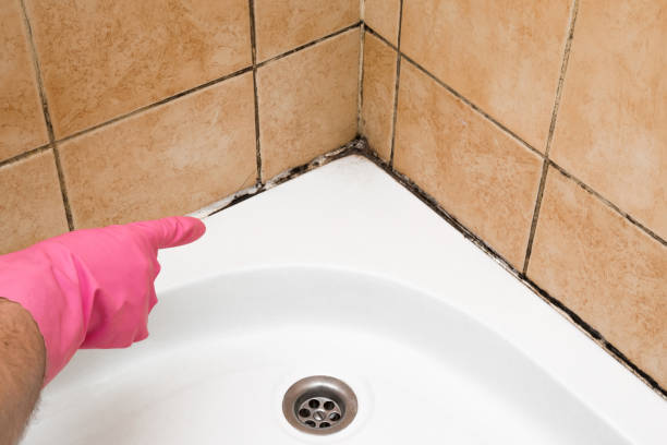 Best Mold Testing  in Gibbon, NE